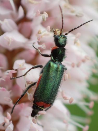 Malachius bipustulatus